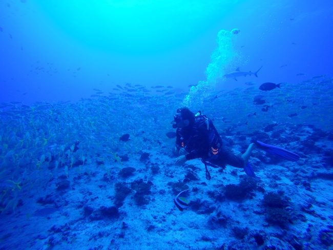 Diving Fakarava Atoll French Polynesia North Pass Garuae goatfish