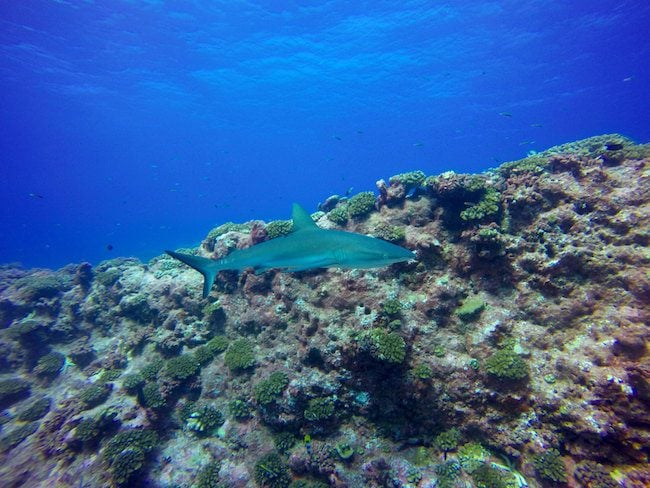 Diving Fakarava Atoll French Polynesia North Pass Garuae grey reef shark
