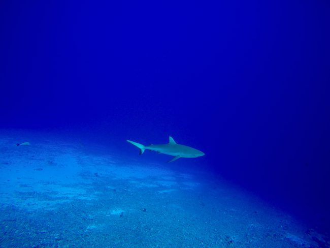 Diving Fakarava Atoll French Polynesia North Pass Garuae shark closeup