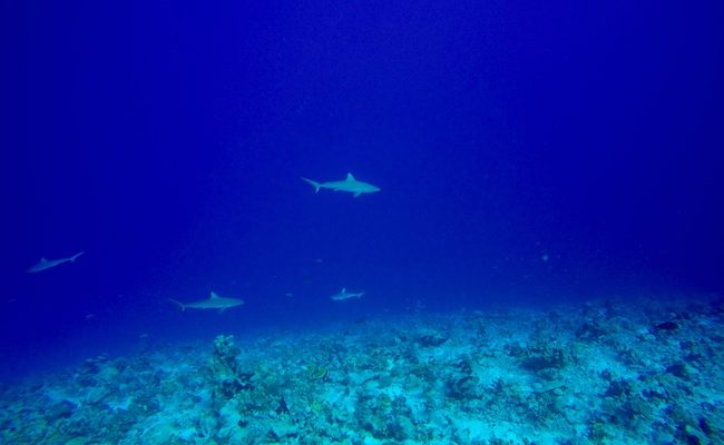Diving Fakarava Atoll French Polynesia North Pass Garuae shark wall