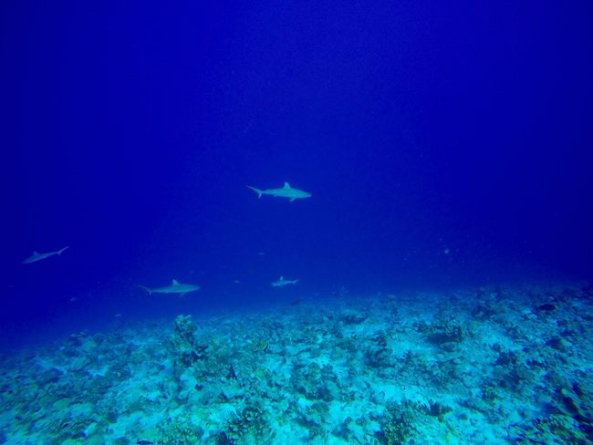 Diving Fakarava Atoll French Polynesia North Pass Garuae shark wall