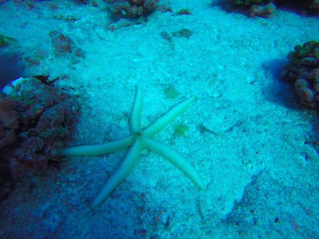 Diving Fakarava Atoll French Polynesia North Pass Garuae starfish