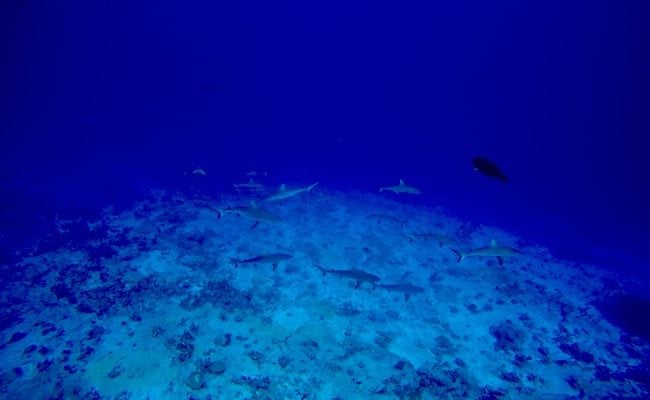 Diving Fakarava Atoll French Polynesia North Pass Garuae wall of sharks