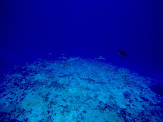 Diving Fakarava Atoll French Polynesia North Pass Garuae wall of sharks