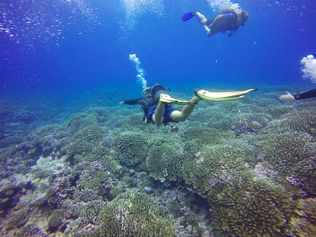 Diving Fakarava Atoll French Polynesia North Pass Garuae Ohotu Cliff drift