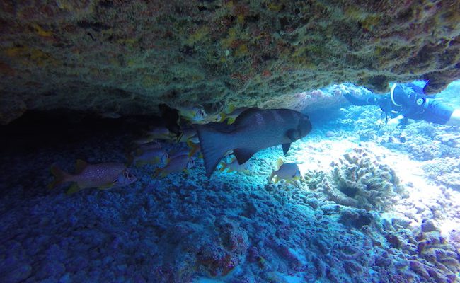 Diving Fakarava Atoll French Polynesia North Pass Garuae Ohotu Cliff fish in cave