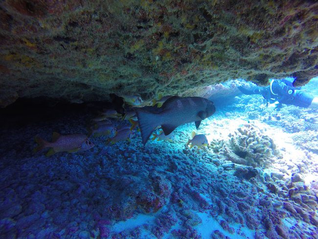 Diving Fakarava Atoll French Polynesia North Pass Garuae Ohotu Cliff fish in cave