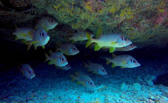 Diving Fakarava Atoll French Polynesia North Pass Garuae Ohotu Cliff fish in cave