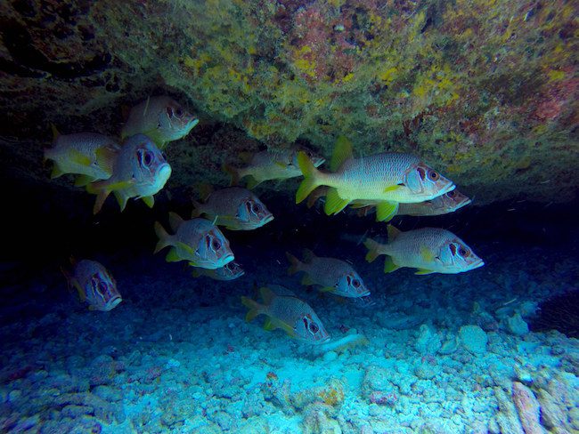 Diving Fakarava Atoll French Polynesia North Pass Garuae Ohotu Cliff fish in cave