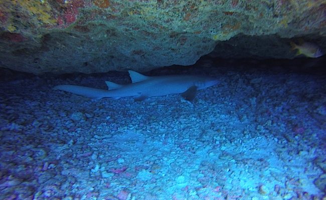 Diving Fakarava Atoll French Polynesia North Pass Garuae Ohotu Cliff nurse shark cave