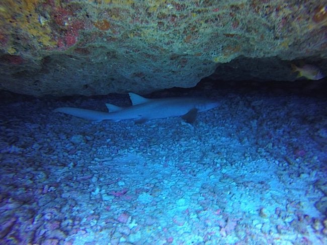 Diving Fakarava Atoll French Polynesia North Pass Garuae Ohotu Cliff nurse shark cave