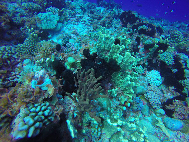 Diving Fakarava Atoll French Polynesia North Pass Garuae Ohotu Cliff pristine coral