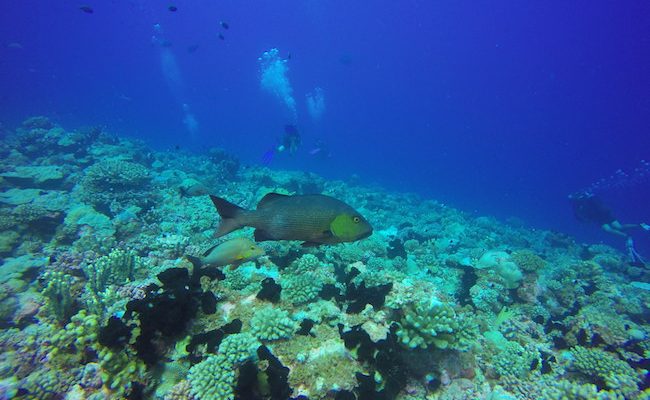 Diving Fakarava Atoll French Polynesia North Pass Garuae Ohotu Cliff snapper