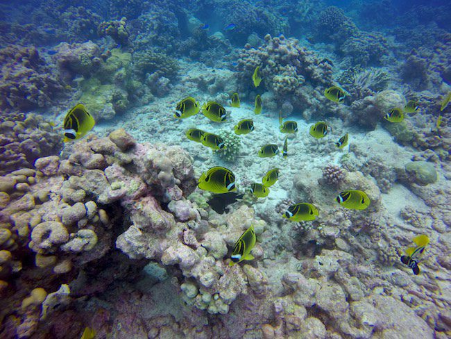Diving Fakarava Atoll French Polynesia North Pass Garuae Ohotu Cliff tropical fish
