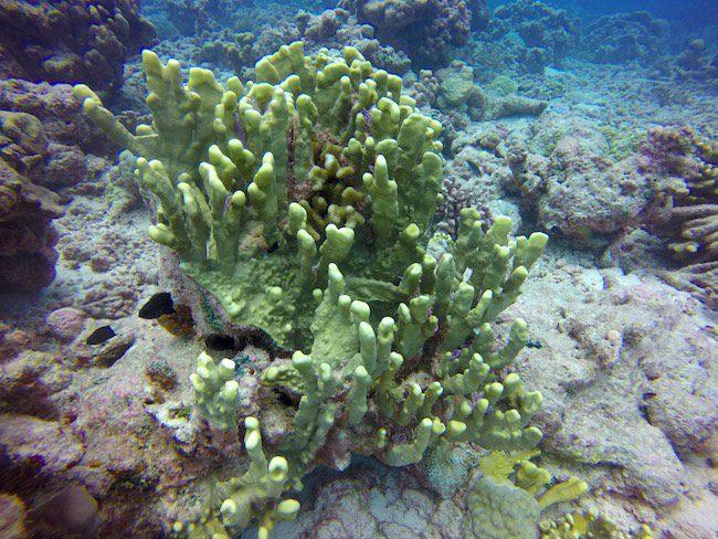 Diving Fakarava Atoll French Polynesia North Pass Garuae Ohotu Cliff yellow coral