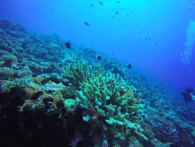 Diving Fakarava Atoll French Polynesia North Pass Garue Ohotu Cliff