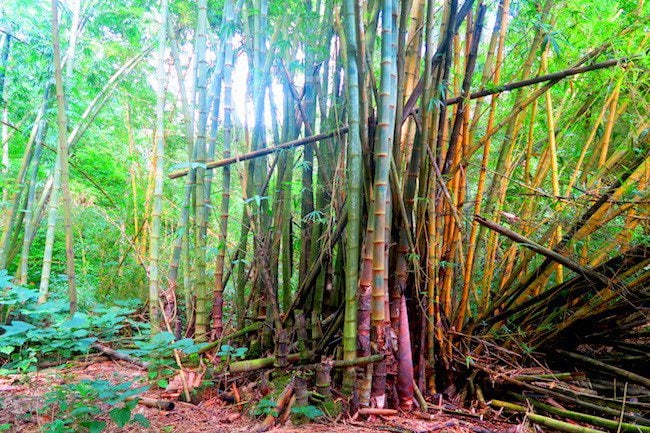 Hana Iti beach hike Huahine Island French Polynesia giant bamboo