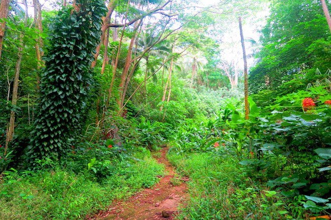 Hana Iti hike Huahine Island French Polynesia walking through forest