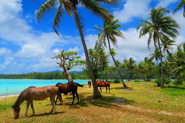 Horses in la cite de corail beach Huahine Island French Polynesia