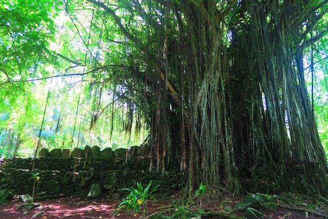 Matariea Hill marae complex Huahine Island French Polynesia banyan tree