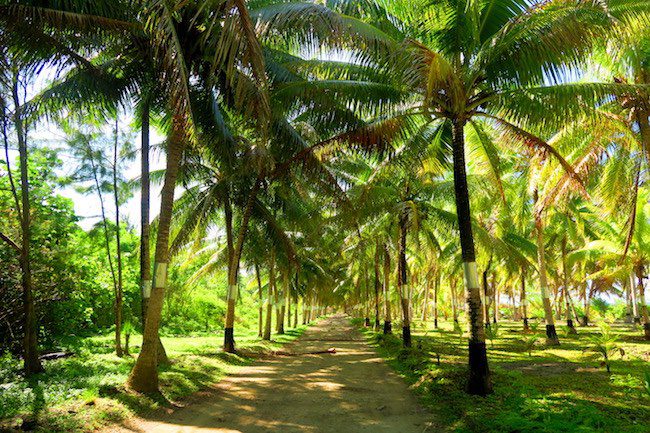 Motu Ovarei Huahine Island French Polynesia plam trees