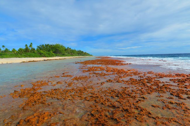 Ocean side Fakarava Atoll French Polynesia