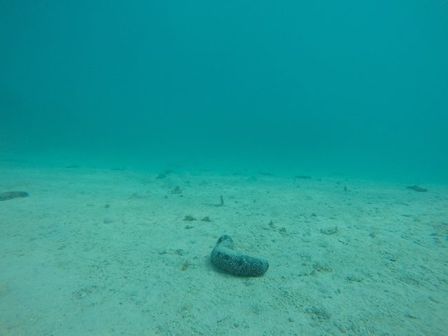 Snorkeling Avea Bay Huahine Island French Polynesia