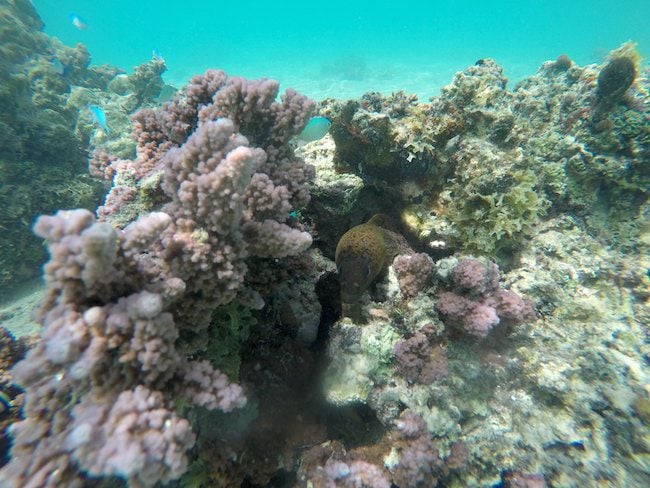 Snorkeling Hana Iti Beach Huahine Island French Polynesia moray eel