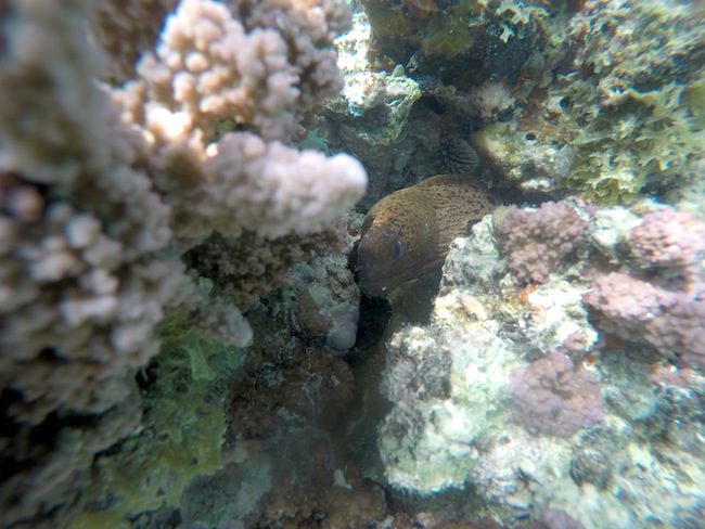 Snorkeling Hana Iti Beach Huahine Island French Polynesia moray eel