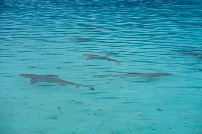 Tetamanu Village reef sharks Fakarava Atoll French Polynesia