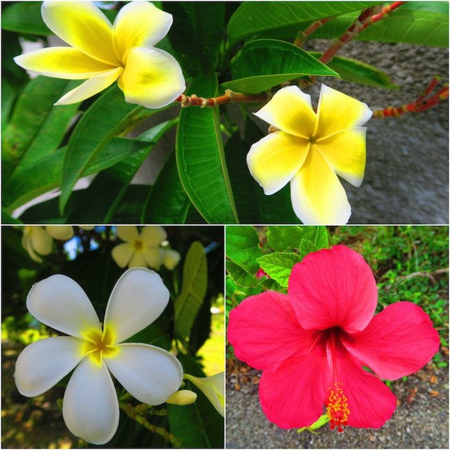 Tropical flowers in Fakarava Atoll French Polynesia