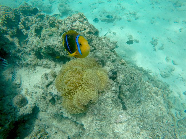 clown fish snorekling off beach in Fare Huahine Island French Polynesia