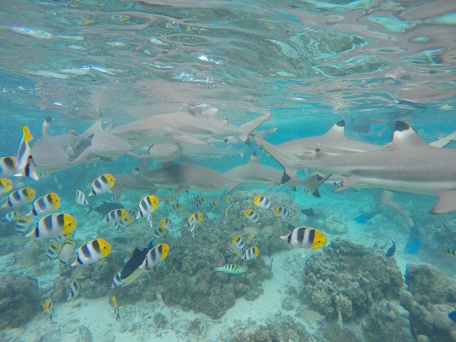 lagoon tour Huahine Island French Polynesia snorkeling