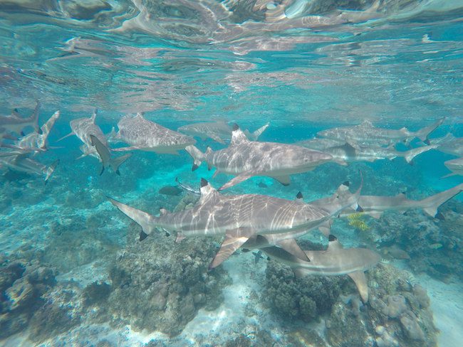 lagoon tour Huahine Island French Polynesia snorkeling