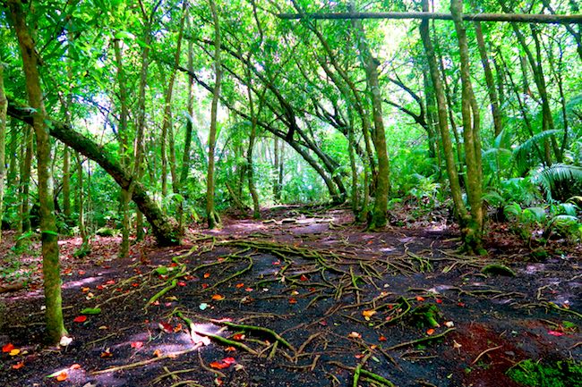 walking to Matariea Hill Huahine Island French Polynesia