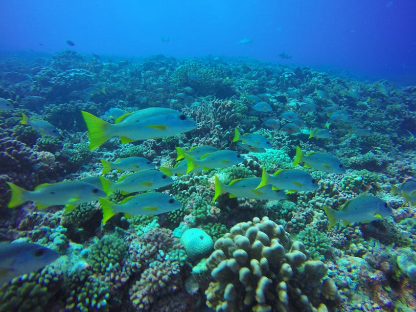 Diving Fakarava Atoll French Polynesia North Pass Garuae reef dive