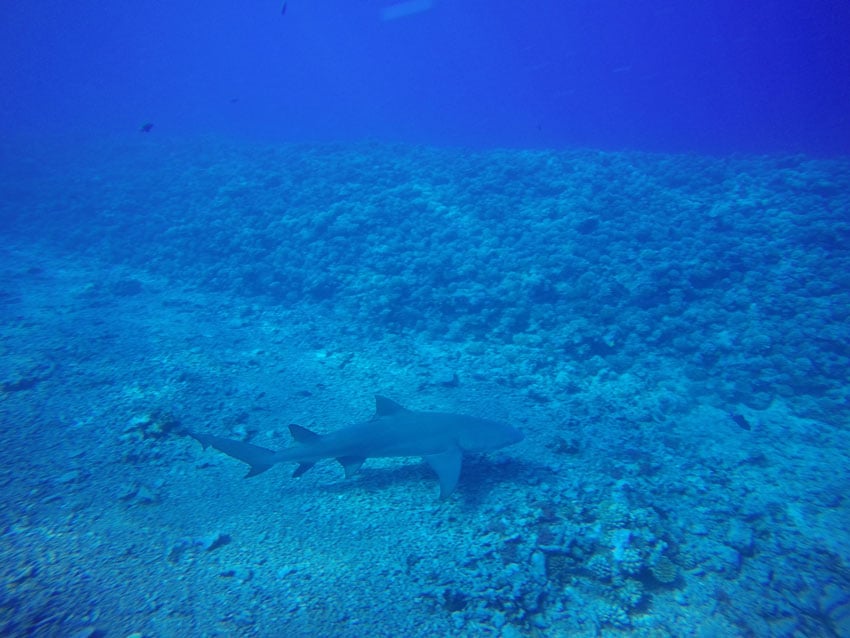 Diving with lemon shark in Moorea French Polynesia