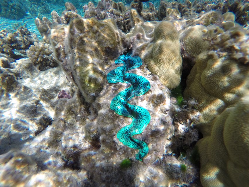 Motu Auira Maupiti French Polynesia - blue clam