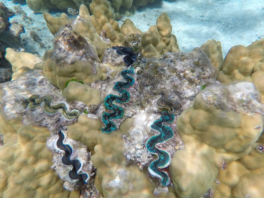 Motu Auira Maupiti French Polynesia - colorful clams