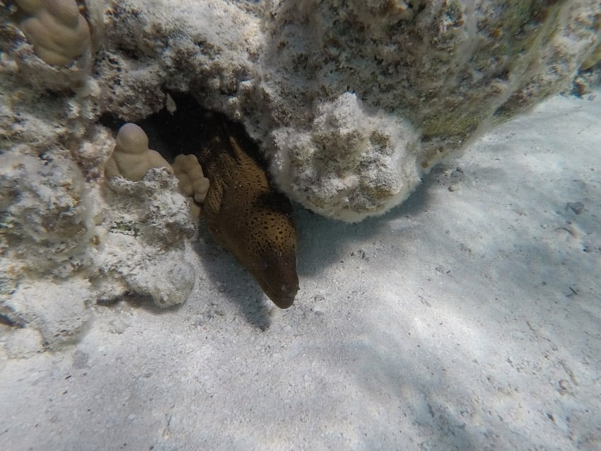 Motu Auira Maupiti French Polynesia - moray eel