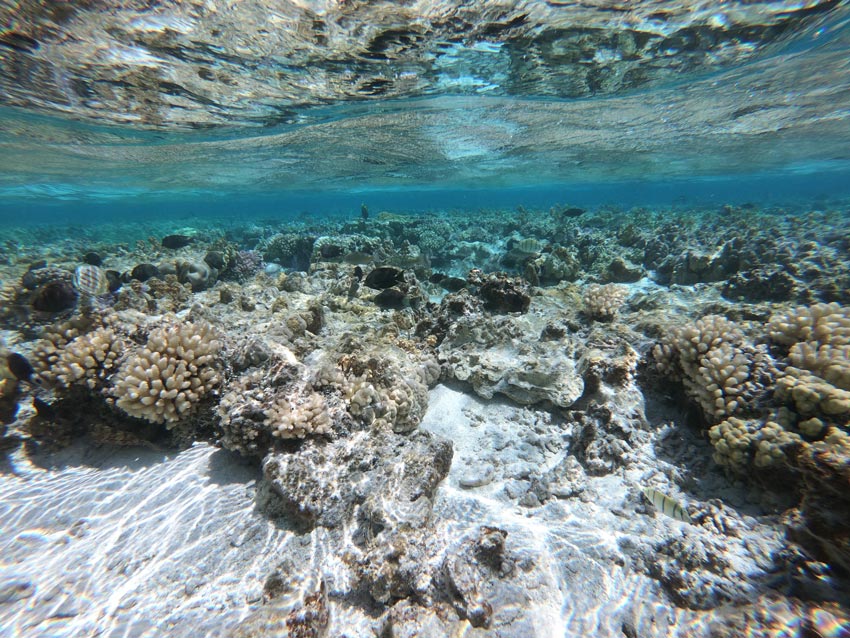 Motu Auira Maupiti French Polynesia - snorkeling reef side