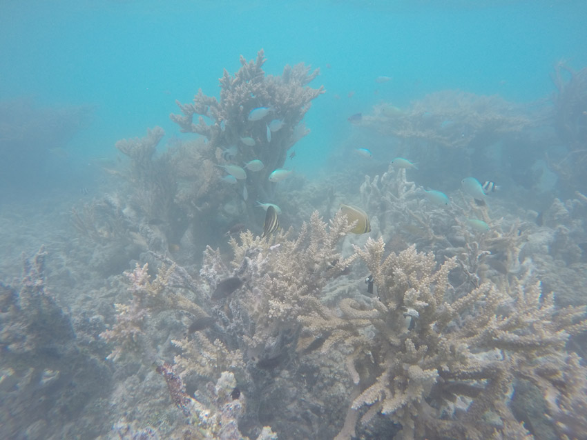 Motu Auira Maupiti French Polynesia - snorkling lagoon side