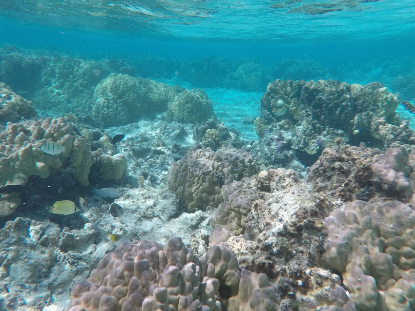 Motu Auira Maupiti French Polynesia - snorkling