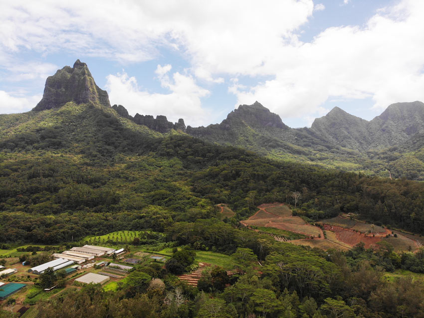 Pineapple route 2 Moorea French Polynesia