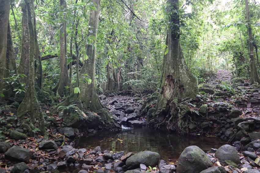 Rainforest in Moorea French Polynesia