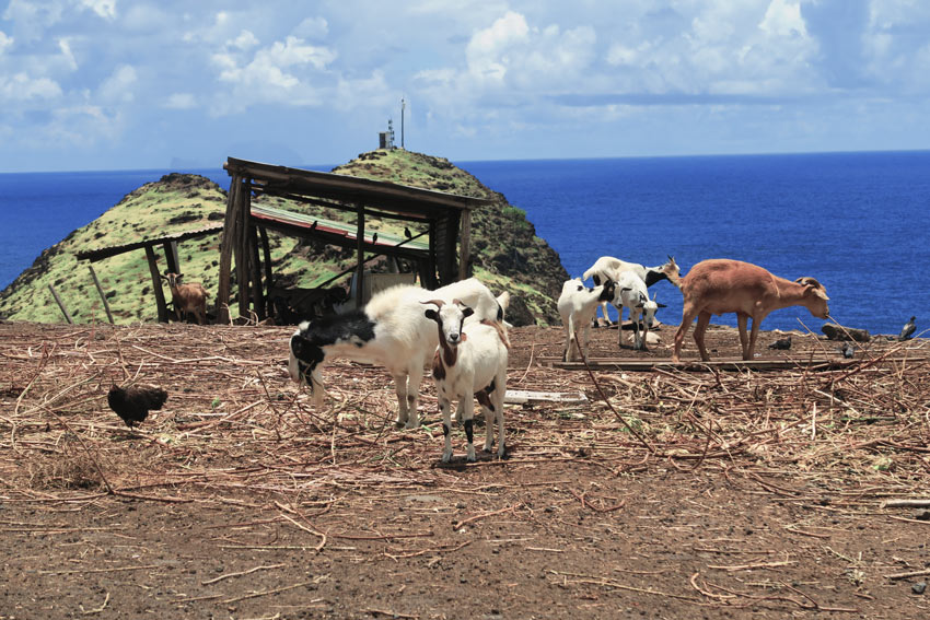 Road trip Hiva Oa Marquesas Islands French Polynesia goats