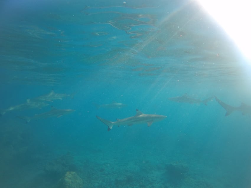 Snorkeling with reef sharks in Rangiroa French Polynesia