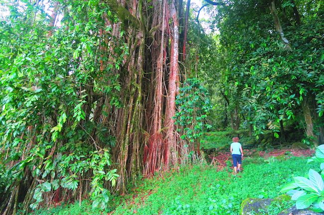 Tohua Upeke archeological site hiva oa marquesas - giant banyan