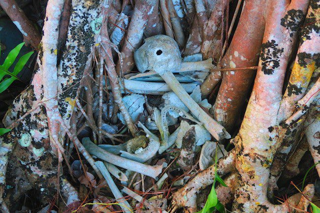 ancient human remains Hanapaaoa hiva oa