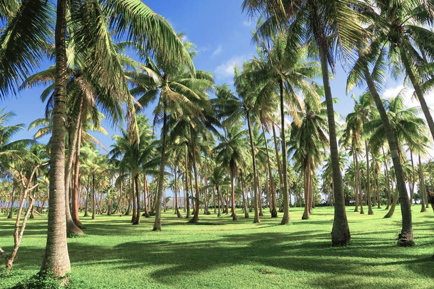 coconut plantation Huahine French Polynesia